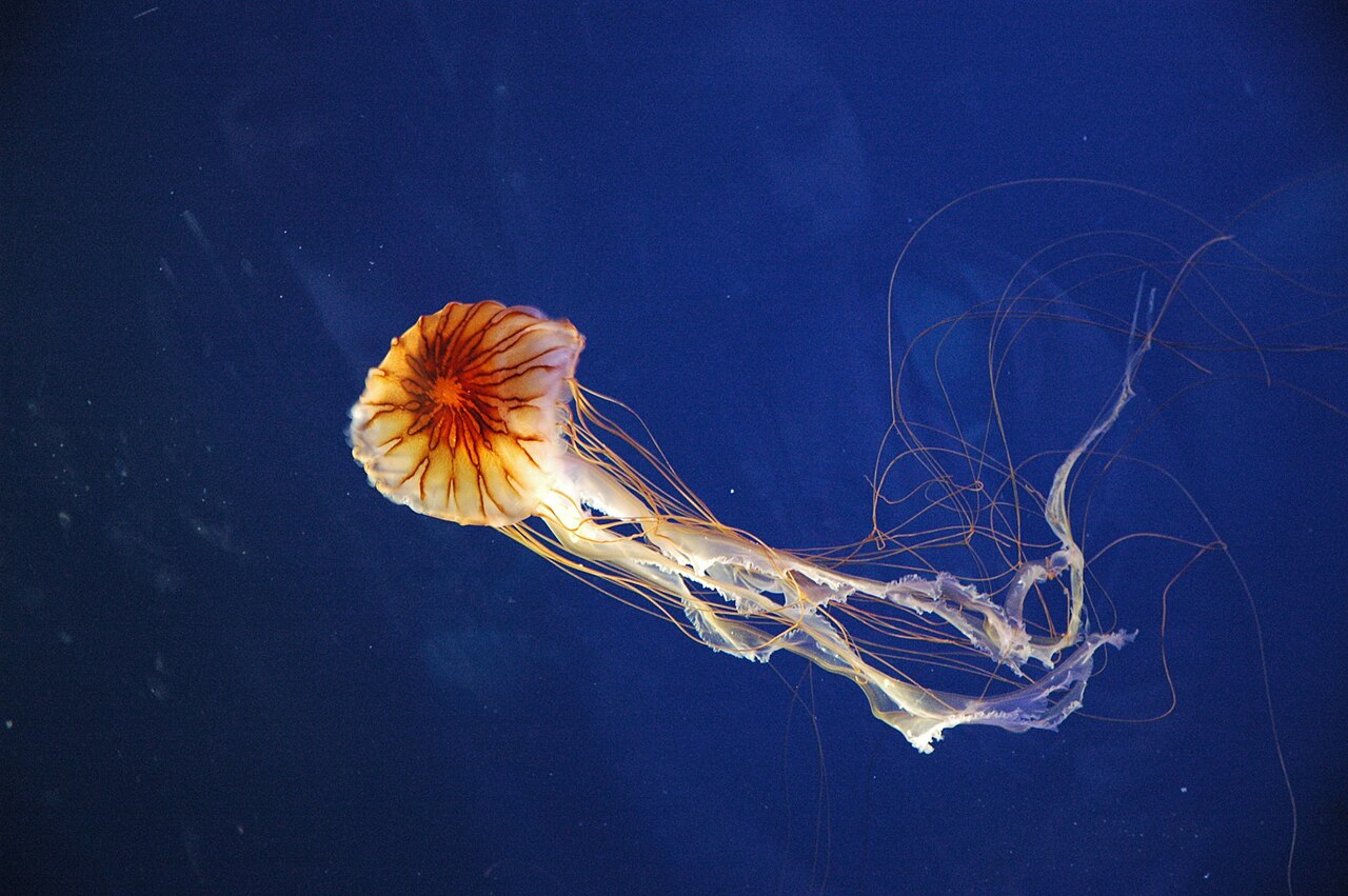 Medusa all'Acquario di Genova